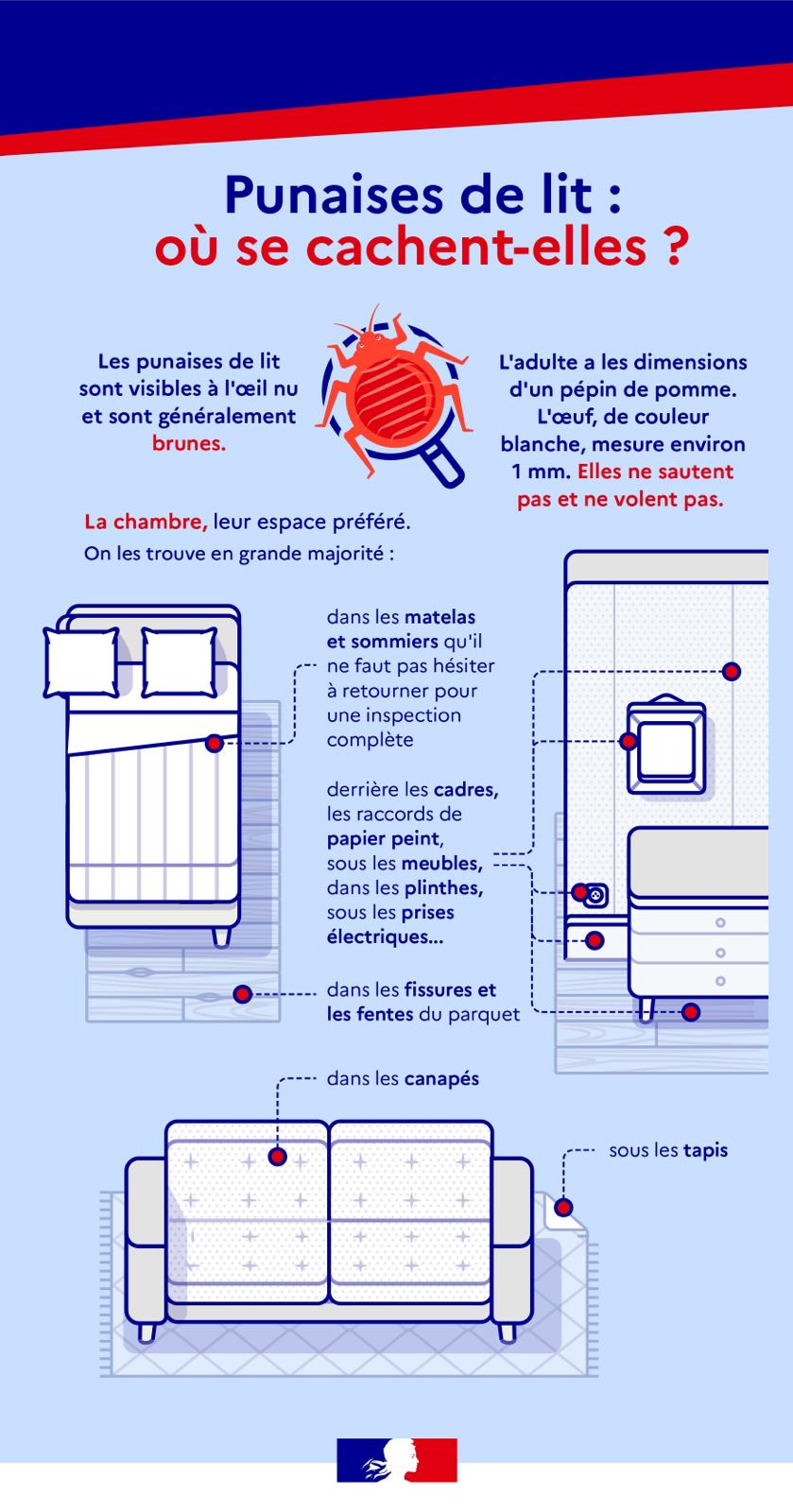 Désinsectisation — punaises de lit, cafards, fourmis